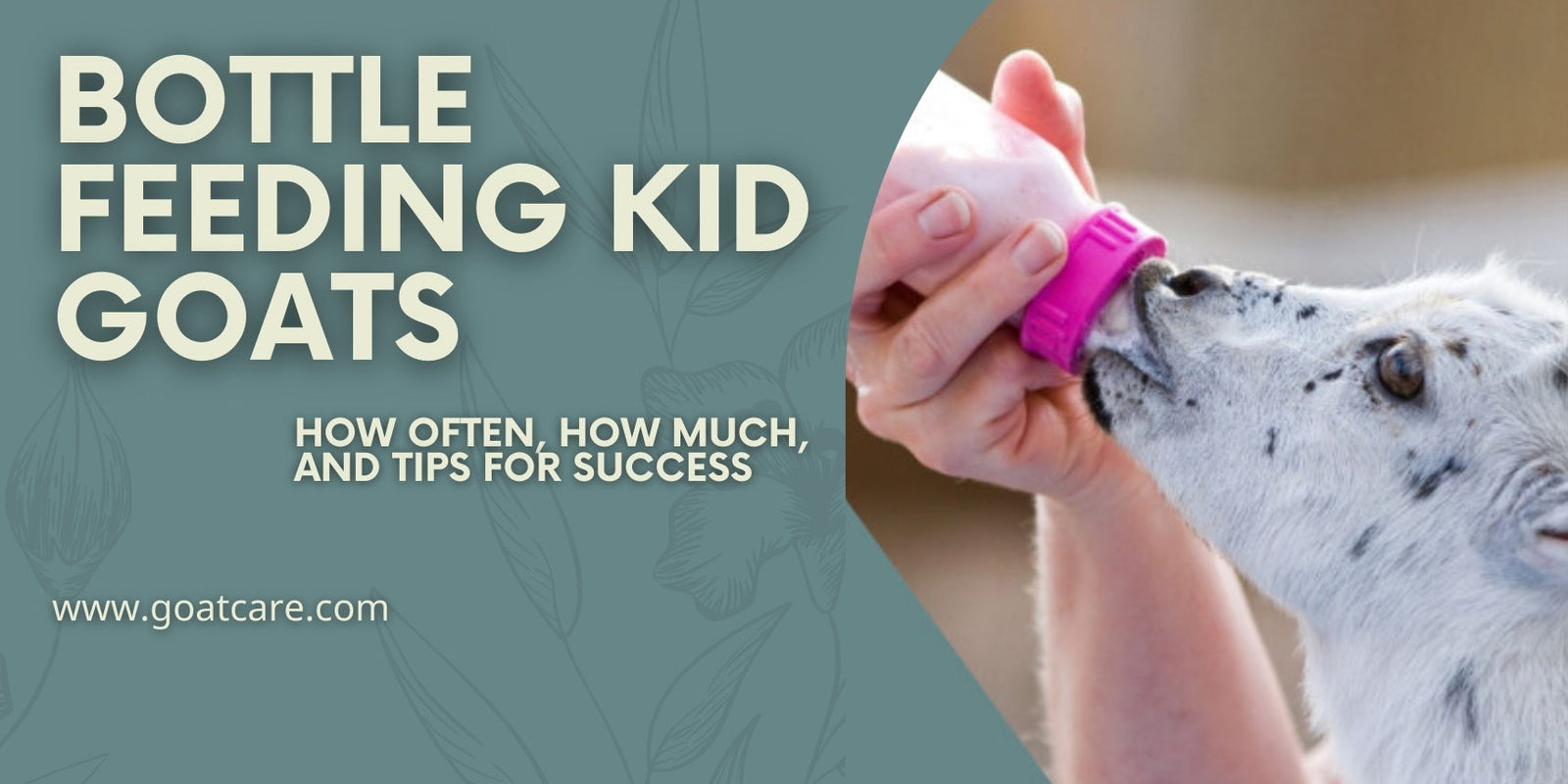 Bottle Feeding Baby Goats: How Often, How Much, and Tips for Success