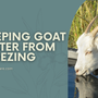 Keeping Goat Water from Freezing in Winter: Essential Tools for Healthy Hydration
