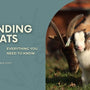 Goat Banding | Everything you need to know banner