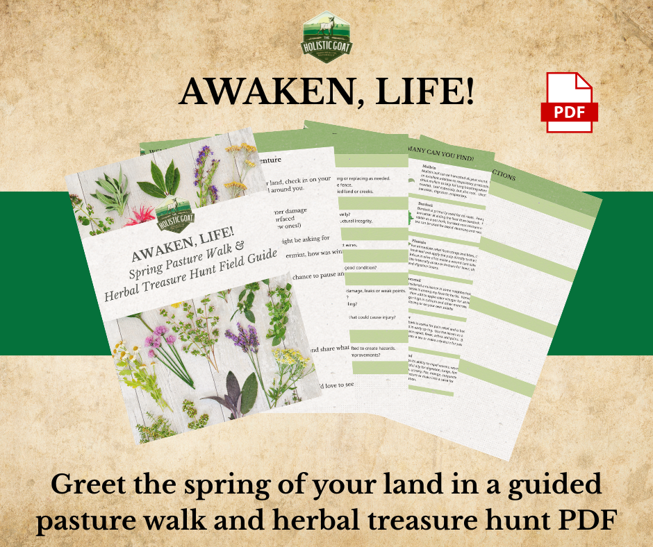 AWAKEN, LIFE! Spring Pasture Walk & Herbal Treasure Hunt PDF Guide + Video Walk