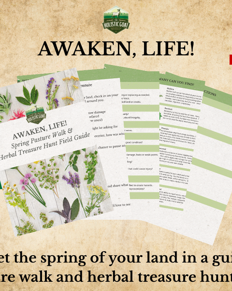 AWAKEN, LIFE! Spring Pasture Walk & Herbal Treasure Hunt PDF Guide + Video Walk