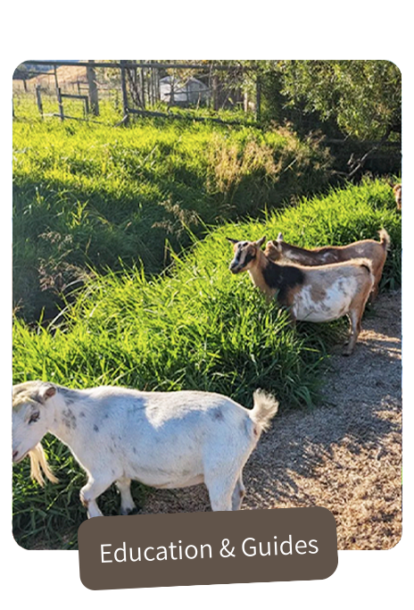 Goats in a grass field - Education and Guides link