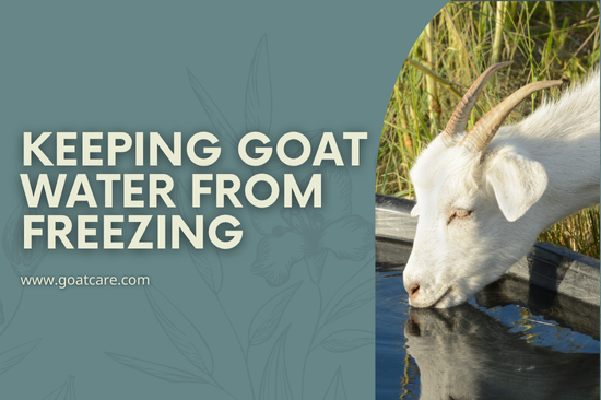 Keeping Goat Water from Freezing in Winter: Essential Tools for Healthy Hydration