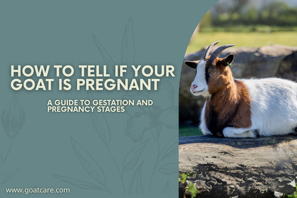 How to tell if your goat is pregnant blog cover