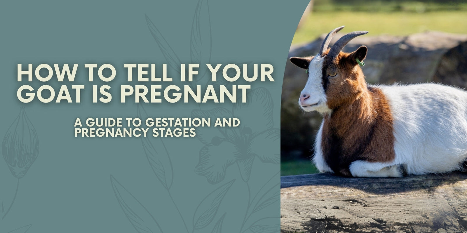 How to tell if your goat is pregnant blog cover