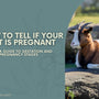 How to tell if your goat is pregnant blog cover