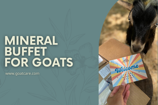 Mineral Buffet for Goats