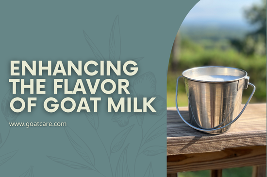 Enhancing the Flavor of Goat Milk: Tips and Best Practices