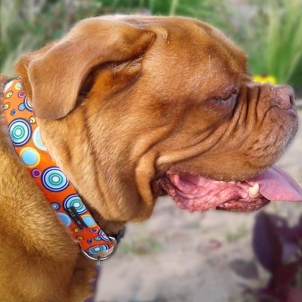 Walk-e-Woo Dog Collar: Orange Martini