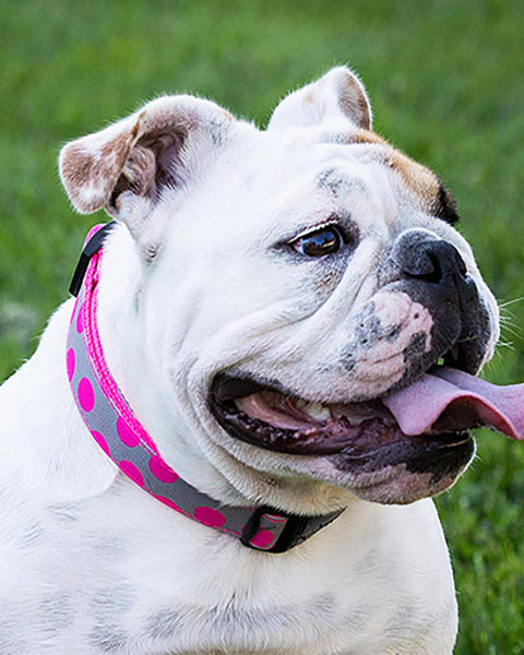 Walk-e-Woo Dog Collar: Neon Pink Dots on Grey