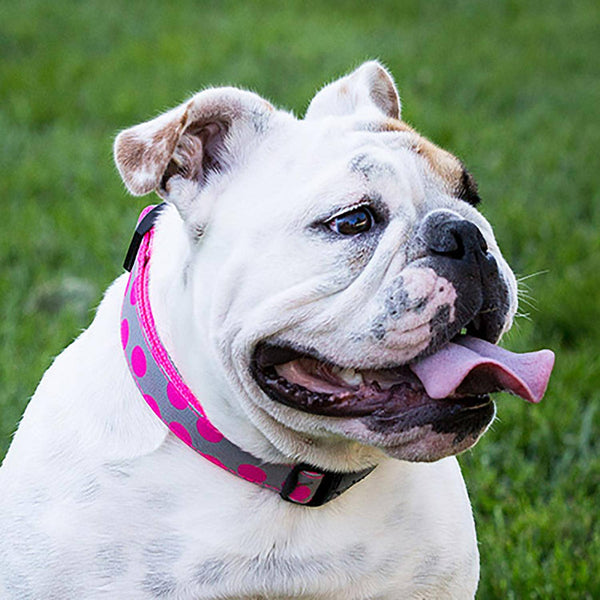 Walk-e-Woo Dog Collar: Neon Pink Dots on Grey