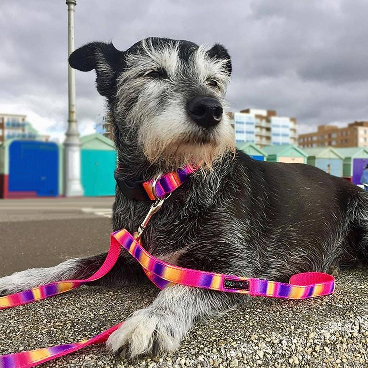 Walk-e-Woo Dog Collar: Pink and Purple Tie Dye