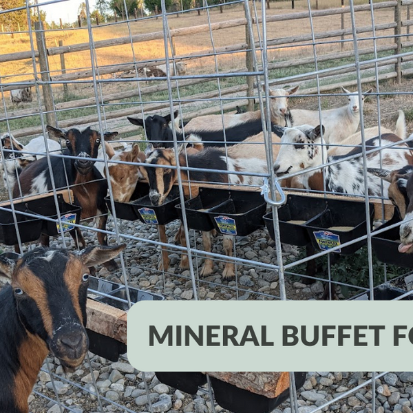 The COMPLETE Mineral Buffet Starter Kit 20 Minerals (non-GMO) + Salt