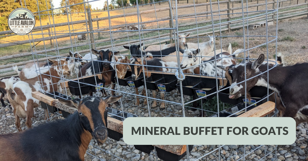 The GRASSFED Mineral Buffet Starter Kit - 20 Non GMO Minerals + Salt