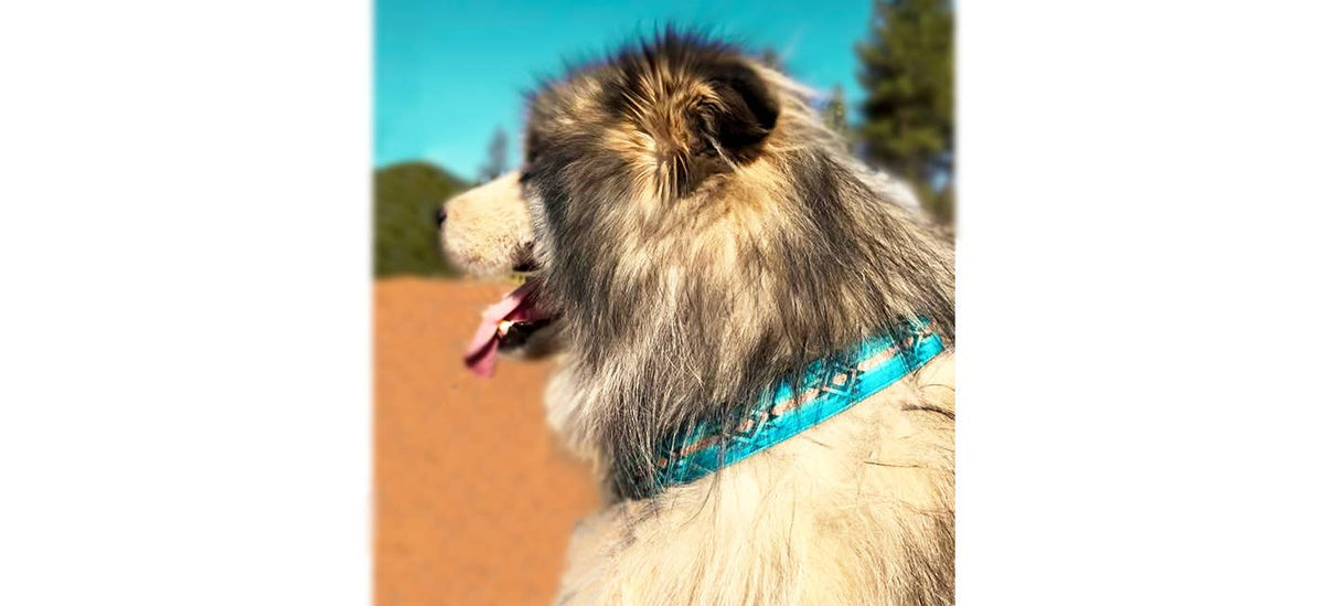 Walk-e-Woo Small Dog Collar: Turquoise Sky