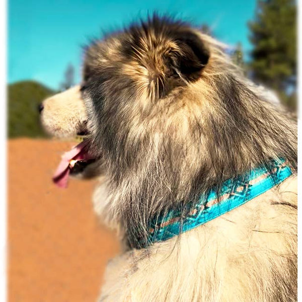 Walk-e-Woo Small Dog Collar: Turquoise Sky