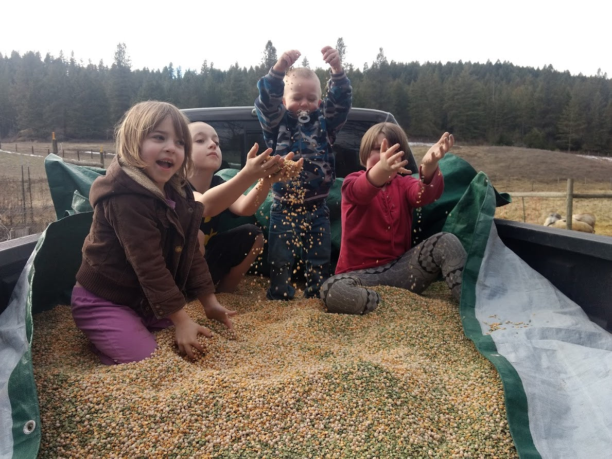 Field Peas, AKA Cull Peas or Split Peas