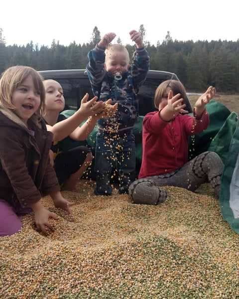 Field Peas, AKA Cull Peas or Split Peas