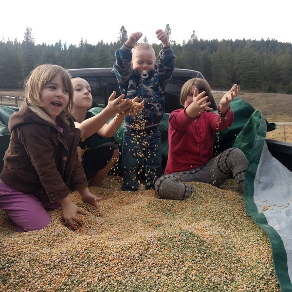 Field Peas, AKA Cull Peas or Split Peas