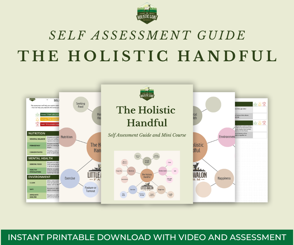 The Holistic Handful Guided Self Assessment Mini Course