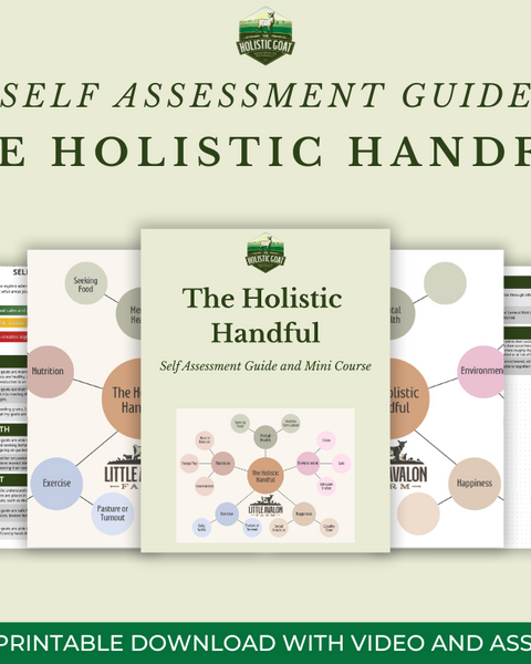 The Holistic Handful Guided Self Assessment Mini Course