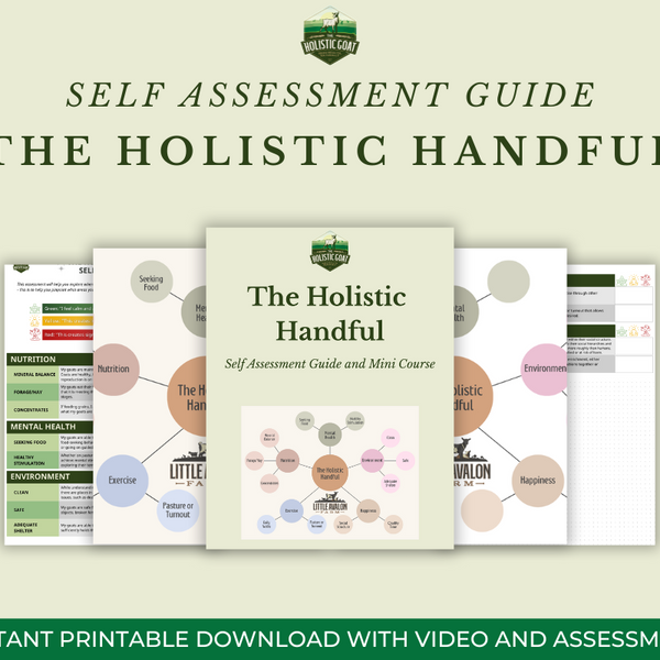 The Holistic Handful Guided Self Assessment Mini Course